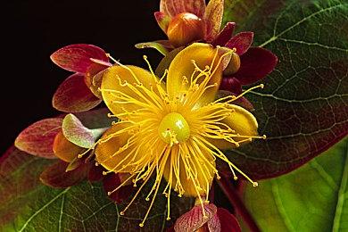 光荣特库摩宣布参加2024台北国际电玩展 1月25日举行